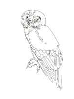 Owl Really?